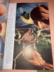 THE NATİONAL GEOGRAPHİC MAGAZİNE / APRİL 1953  / NATİONAL GEOGRAPHİC SOCİETY / VİNTAGE MAGAZİNE / İNGİLİZCE DERGİ / (SAYFA ARALIĞI 421-564) / NEW GUİNEA'S RARE BİRDS AND STONE AGE MEN - E. THOMAS GİLLİARD / THREE MONTHS ON AN ARTİC ICE ISLAND - JOSEPH O. FLETCHER / EYES ON THE CHİNA COST - GEORGE W. LONG / WASHİNGTON'S HİSTORİC GEORGETOWN - WİLLİAM A. KİNNEY & B. ANTHONY STEWART AND JOHN E. FLETCHER / REPORT FROM THE LOCUST WARS - TONY AND DİCKEY CHAPELLE / THO SOCİETY'S HUBBARD MEDAL , AWARDED TO COMMANDER MACMİLLAN / NİSAN 1953 