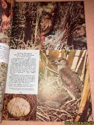 THE NATİONAL GEOGRAPHİC MAGAZİNE / APRİL 1953  / NATİONAL GEOGRAPHİC SOCİETY / VİNTAGE MAGAZİNE / İNGİLİZCE DERGİ / (SAYFA ARALIĞI 421-564) / NEW GUİNEA'S RARE BİRDS AND STONE AGE MEN - E. THOMAS GİLLİARD / THREE MONTHS ON AN ARTİC ICE ISLAND - JOSEPH O. FLETCHER / EYES ON THE CHİNA COST - GEORGE W. LONG / WASHİNGTON'S HİSTORİC GEORGETOWN - WİLLİAM A. KİNNEY & B. ANTHONY STEWART AND JOHN E. FLETCHER / REPORT FROM THE LOCUST WARS - TONY AND DİCKEY CHAPELLE / THO SOCİETY'S HUBBARD MEDAL , AWARDED TO COMMANDER MACMİLLAN / NİSAN 1953 