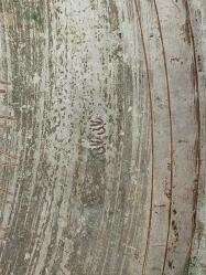 Muazzam Antika Osmanlı Dönem Damgalı Yığma Kenar Bakır Sini - Tepsi