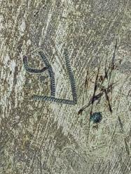 Muazzam Antika Osmanlı Dönem Damgalı Yığma Kenar Bakır Sini - Tepsi