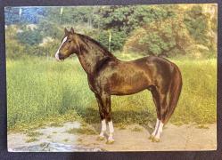 1967 At fotoğraflı postadan geçmiş kartpostal