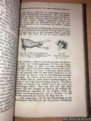 AUS DEM LİEBESLEBEN DER TİERE / BİOLOGİSCHE BETRACHTUNGEN ÜBER DİE BEGATTUNG İM TİERREİCH / DR. ERNST SCHRADER / FRANCKH'SCHE VERLAGSHANDLUNG / ALMANCA KİTAP (HAYVANLARIN CANLI YAŞAMINDAN / HAYVANLARDA ÇİFTLEŞMEYE İLİŞKİN BİYOLOJİK DEĞERLENDİRMELER)