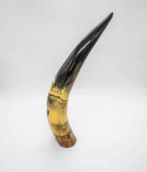 Afrika bizonu boynuzu biblo