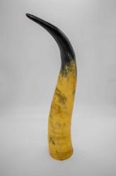 Afrika bizonu boynuzu biblo