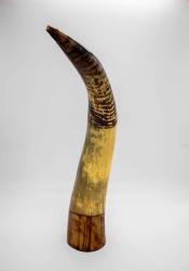 Afrika bizonu boynuzu biblo