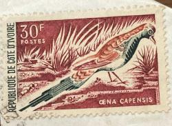 COTE D'IVOIRE - Fildişi Sahili Pulu - Mektup Zarfından Kesilmiş  / Postadan Geçmiş Pul Filateli - Damgalı - CENA CAPENSIS, 30 PARA - YABANCI PULLAR