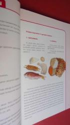 BESİNLERİN KALORİ DEĞERLERİ