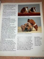 MEERSCHWEİNCHEN RİCHTİG PFLEGEN UND VERSTEHEN / KATRİN BEHREND / GRAFE UND UNZER / ALMANCA KİTAP (GİNE DOMUZLARINA DOĞRU BAKIM VE ANLAMAK)