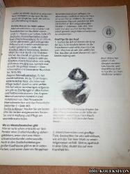 MEERSCHWEİNCHEN RİCHTİG PFLEGEN UND VERSTEHEN / KATRİN BEHREND / GRAFE UND UNZER / ALMANCA KİTAP (GİNE DOMUZLARINA DOĞRU BAKIM VE ANLAMAK)