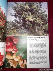 TROPICAL TREES : FOUND İN THE CARİBBEAN , SOUTH AMERİCA , CENTRAL AMERİCA , FLORİDA , MEXİCO / DOROTHY & BOB HARGREAVES / ROSS-HARGREAVES / İNGİLİZCE KİTAP (TROPİKAL AĞAÇLAR)