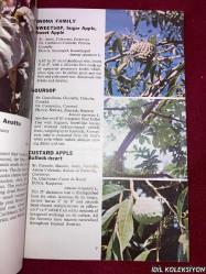 TROPICAL TREES : FOUND İN THE CARİBBEAN , SOUTH AMERİCA , CENTRAL AMERİCA , FLORİDA , MEXİCO / DOROTHY & BOB HARGREAVES / ROSS-HARGREAVES / İNGİLİZCE KİTAP (TROPİKAL AĞAÇLAR)