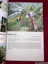 TROPICAL TREES : FOUND İN THE CARİBBEAN , SOUTH AMERİCA , CENTRAL AMERİCA , FLORİDA , MEXİCO / DOROTHY & BOB HARGREAVES / ROSS-HARGREAVES / İNGİLİZCE KİTAP (TROPİKAL AĞAÇLAR)