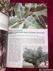 TROPICAL TREES : FOUND İN THE CARİBBEAN , SOUTH AMERİCA , CENTRAL AMERİCA , FLORİDA , MEXİCO / DOROTHY & BOB HARGREAVES / ROSS-HARGREAVES / İNGİLİZCE KİTAP (TROPİKAL AĞAÇLAR)