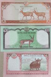 Nepal Çil Kondüsyonda Kağıt Para Lotu