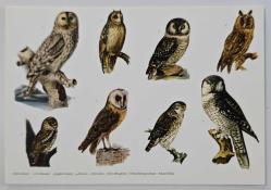 Baykuş Görselli Kartpostal, Kullanılmamış