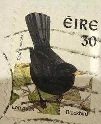 İrlanda Pulu - Ireland Stamp - Mektup Zarfından Kesilmiş  / Postadan Geçmiş Pul Filateli - DAMGALI - SİYAH KUŞ TEMALI İRLANDA PULU, 30 PARA - YABANCI PULLAR -NOSTALJİK DOĞUM GÜNÜ HEDİYESİ