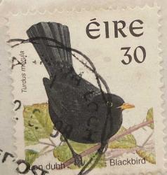 İrlanda Pulu - Ireland Stamp - Mektup Zarfından Kesilmiş  / Postadan Geçmiş Pul Filateli - DAMGALI SİYAH KUŞ TEMALI PUL, 30 PARA - YABANCI PULLAR -NOSTALJİK DOĞUM GÜNÜ HEDİYESİ