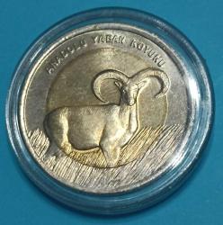 ## Anadolu Yaban Koyunu ##