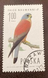 Polonya Pulu - Polska Stamp -  Postadan Geçmiş Pul Filateli - DAMGALI - KÜÇÜK KERKENEZ KUŞU TEMALI PUL , 1.00 PARA - YABANCI PULLAR -NOSTALJİK DOĞUM GÜNÜ HEDİYESİ