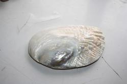 ANTİKA İNCİ BAĞLAMIŞ BİR SEDEF KABUK (ÇALLI KOLİSİ