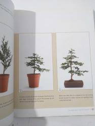 Successful Bonsai   ( Raising exotic miniature tree in your home ) - Hardcover