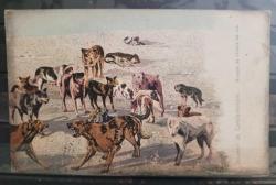PC.1366  İSTANBUL SOKAK KÖPEKLERİ OSMANLI DÖNEMİ POSTA KARTI EDİTÖR MAX FRUCHTERMANN