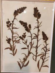 12960-PİRİNÇ CAMLI ÇERÇEVE İÇERSİNDE KURUTULMUŞ ÇİÇEKLER TABLO