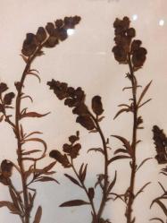 12960-PİRİNÇ CAMLI ÇERÇEVE İÇERSİNDE KURUTULMUŞ ÇİÇEKLER TABLO