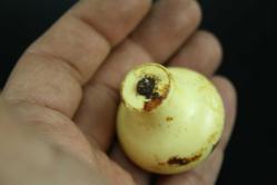 BÖYLESİ HİÇBİR YERDE YOK TAM ANTİKA 2 ADET RESİMLİ MASA ÇEKMECE KULPU DETAYLAR RESIMLERDE (DELİKLİ RAF LOVE KUTU