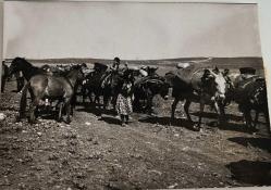 Bir arazide üstlerine yük koyunulup ilerlerken çekilmiş eşşek ve atlardan oluşan bir fotoğraf.ORJİNAL SİYAH & BEYAZ 13x9cm EBADINDA - 1940'LAR, 1950'LER, 1960'LAR ve 1970'LER