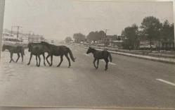 Yol ortasında sürü halde yürürken arkadan çekilmiş at fotoğrafı. Karadeniz yollarında başıboş dolaşan hayvanlar toplanıyorlar. 20 Mart 1983 .ORJİNAL SİYAH & BEYAZ 13x7cm EBADINDA - 1940'LAR, 1950'LER, 1960'LAR ve 1970'LER