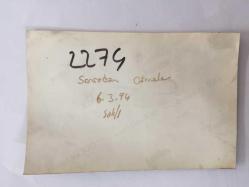 SONRADAN GÖRMELER (1994) DİZİSİ SETİNDEN ORİJİNAL BİR FOTOĞRAF, 13 x 9 cm EBADINDA - NEVRA SEREZLİ, TEKİN AKMANSOY, TOPRAK SERGEN ve ASLI AYBARS AYNI KAREDE, 6 ŞUBAT 1994