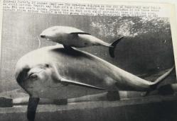 Bir havuzun içinde yavrusu ile beraber yüzerken çekilmiş olan yunus balığı fotoğrafı.ORJİNAL SİYAH & BEYAZ 20x15cm EBADINDA - 1940'LAR, 1950'LER, 1960'LAR ve 1970'LER