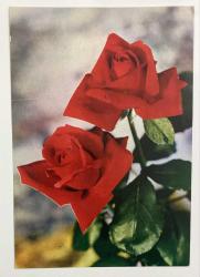 HEDİYE KARTPOSTALI - 15 x 10 cm EBADINDA - ARKASI YAZILI - BÜYÜK KIRMIZI GÜLLER