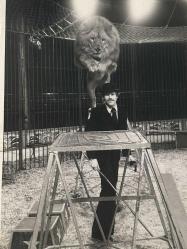 Bir sirkte arkası dönük yetişkin bir adama zıplarken çekilmiş olan erkek aslan fotoğrafı. 26 Haziran 1979 .ORJİNAL SİYAH & BEYAZ 20x14cm EBADINDA - 1940'LAR, 1950'LER, 1960'LAR ve 1970'LER