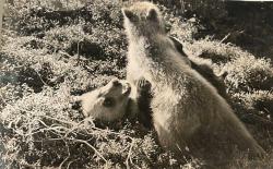 Efemera - Ormanlık bir alanda birbirleriyle oynarken çekilmiş olan iki genç boz ayının fotoğrafı.ORJİNAL SİYAH & BEYAZ 20x16cm EBADINDA - 1940'LAR, 1950'LER, 1960'LAR ve 1970'LER - kitantik - kitaLog