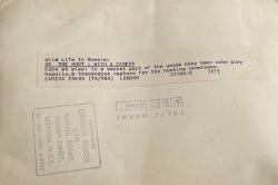 Ormanlık bir alanda birbirleriyle oynarken çekilmiş olan iki genç boz ayının fotoğrafı.ORJİNAL SİYAH & BEYAZ 20x16cm EBADINDA - 1940'LAR, 1950'LER, 1960'LAR ve 1970'LER