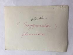 FİLİZ AKIN'IN AJANS BASIMI ORİJİNAL FOTOĞRAFI (KAĞIT BASKI) - 18 x 12 cm EBADINDA - FİLİZ AKIN BİR YEŞİLÇAM FİLMİ SAHNESİNDE KASADAKİ PARALARI ALIRKEN