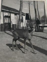 Bir evin bahçesinde kameraya doğru poz verirken çekilmiş olan genç bir geyik fotoğrafı.ORJİNAL SİYAH & BEYAZ 23x17cm EBADINDA - 1940'LAR, 1950'LER, 1960'LAR ve 1970'LER