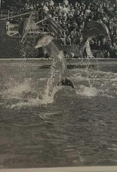 Bir gösteride çekilmiş olan yunus balıklarının fotoğrafı.ORJİNAL SİYAH & BEYAZ 21x16cm EBADINDA - 1940'LAR, 1950'LER, 1960'LAR ve 1970'LER