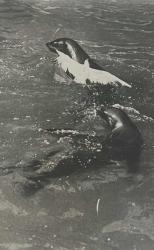 Efemera - Yavrusu beraber yanlarına gelen martı ile yüzerken çekilmiş olan fok balığı fotoğrafı.ORJİNAL SİYAH & BEYAZ 21x16cm EBADINDA - 1940'LAR, 1950'LER, 1960'LAR ve 1970'LER - kitantik - kitaLog