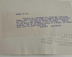 Yavrusu beraber yanlarına gelen martı ile yüzerken çekilmiş olan fok balığı fotoğrafı.ORJİNAL SİYAH & BEYAZ 21x16cm EBADINDA - 1940'LAR, 1950'LER, 1960'LAR ve 1970'LER