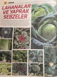 HÜRRİYET GAZETESİ HÜRRİYET KELEBEK 2 GAZETESİ DOĞUM GÜNÜ GAZETESİ - 3 Nisan 2017 - sebze kitabı-lahanalar ve yaprak Sebzeler-brokoli-Brüksel lahanası-ıspanak-lahana-lahanalar dikim yeri-lahana dikim zamanı-lahana tohumu ekme şekli-lahana filesi dikmek-pazı-karnabahar-ıspanak-çin lahanası-Brüksel lahanası-yabani ıspanak-karalahana-brokoli-hürriyet kitap