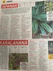 HÜRRİYET GAZETESİ HÜRRİYET KELEBEK 2 GAZETESİ DOĞUM GÜNÜ GAZETESİ - 3 Nisan 2017 - sebze kitabı-lahanalar ve yaprak Sebzeler-brokoli-Brüksel lahanası-ıspanak-lahana-lahanalar dikim yeri-lahana dikim zamanı-lahana tohumu ekme şekli-lahana filesi dikmek-pazı-karnabahar-ıspanak-çin lahanası-Brüksel lahanası-yabani ıspanak-karalahana-brokoli-hürriyet kitap