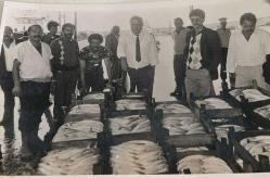 Bir liman kenarında palamut dolu kasalarla beraber grupça poz veren yetişkin erkek fotoğrafı. 20 Eylül 1990 .ORJİNAL SİYAH & BEYAZ 17x12cm EBADINDA - 1940'LAR, 1950'LER, 1960'LAR ve 1970'LER