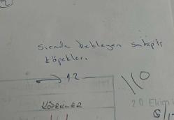 Bir sırada köpekleri ile beklerken çekilmiş olan bir grup yetişkin erkek fotoğrafı. 20 Ekim 1994 .ORJİNAL SİYAH & BEYAZ 12x8cm EBADINDA - 1940'LAR, 1950'LER, 1960'LAR ve 1970'LER