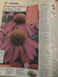 HÜRRİYET GAZETESİ HÜRRİYET KELEBEK 2 GAZETESİ DOĞUM GÜNÜ GAZETESİ - 30 Ocak 2017 - şifalı bitkilerin kullanım yöntemleri ve faydaları-okaliptus-astım ve amfizem-soğuk algınlığı-mürver ağacı-ekinezya-grip-viral enfeksiyon-şifalı bitkiler dünyası-kullanım yöntemleri-geven yağı-buzlu otu çayı-solunum rahatlaması