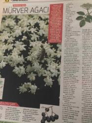 HÜRRİYET GAZETESİ HÜRRİYET KELEBEK 2 GAZETESİ DOĞUM GÜNÜ GAZETESİ - 30 Ocak 2017 - şifalı bitkilerin kullanım yöntemleri ve faydaları-okaliptus-astım ve amfizem-soğuk algınlığı-mürver ağacı-ekinezya-grip-viral enfeksiyon-şifalı bitkiler dünyası-kullanım yöntemleri-geven yağı-buzlu otu çayı-solunum rahatlaması