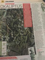 HÜRRİYET GAZETESİ HÜRRİYET KELEBEK 2 GAZETESİ DOĞUM GÜNÜ GAZETESİ - 30 Ocak 2017 - şifalı bitkilerin kullanım yöntemleri ve faydaları-okaliptus-astım ve amfizem-soğuk algınlığı-mürver ağacı-ekinezya-grip-viral enfeksiyon-şifalı bitkiler dünyası-kullanım yöntemleri-geven yağı-buzlu otu çayı-solunum rahatlaması