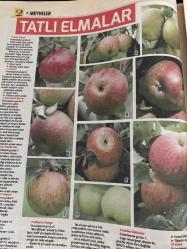 HÜRRİYET GAZETESİ HÜRRİYET KELEBEK 2 GAZETESİ DOĞUM GÜNÜ GAZETESİ - 9 Mayıs 2017 - meyve yetiştirme-büyük ve küçük bahçelerde meyve yetiştirme yöntemleri ve meyve türleri elma türleri-tatlı elmalar-elma yetiştirmek-yaban elmalari-nadir bulunan elmalar-rutin bakım-sulama-Malçlama-dondan koruma-elma ağaçlarını seçmek ve satın almak-elma ağacı dikmek-yayınları